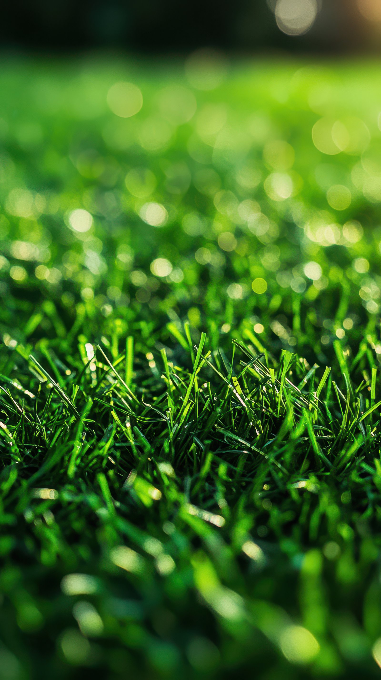 Green grass under sunlight creates a fresh and vibrant outdoor atmosphere